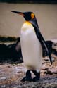Pinguino_001b